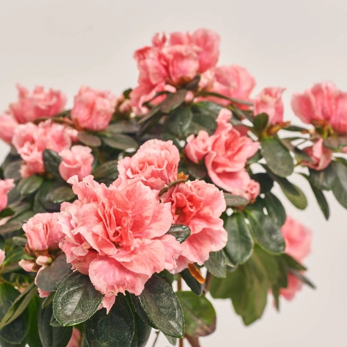 Зображення товару Азалія мікс штам, артикул: 24758