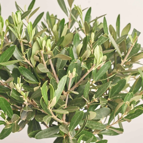 Оливкове дерево штамб. в кашпо, артикул: 47832 Зображення товару Оливкове дерево штамб. в кашпо, артикул: 47832