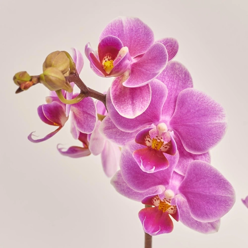 Зображення товару Фаленопсис мультифлора 1/2ст. мікс, артикул: 53124