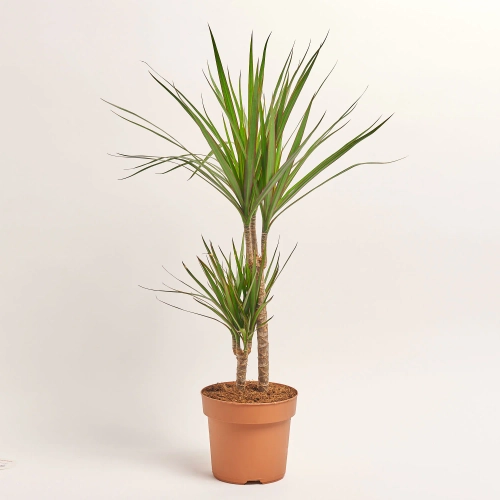 Драцена Маргіната 2ст., артикул: 17217 Зображення товару Драцена Маргіната 2ст., артикул: 17217