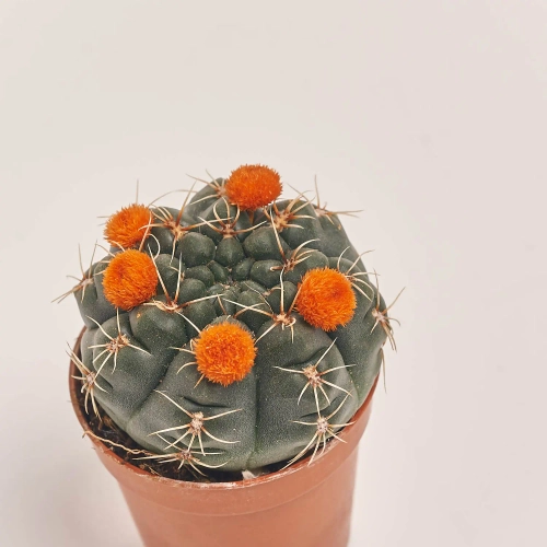 Зображення товару Кактус з квітами, артикул: 53320
