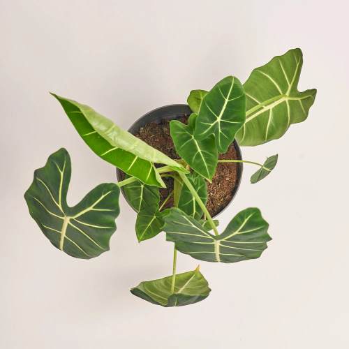 Алоказія Фрайдек, артикул: 39300 Зображення товару Алоказія Фрайдек, артикул: 39300