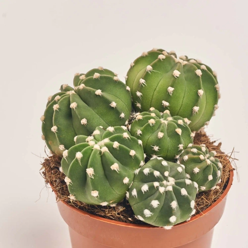 Зображення товару Кактус мікс, артикул: 25671