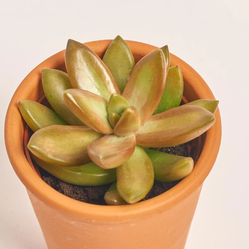 Зображення товару Сукулент мікс у глин. горщ., артикул: 49755