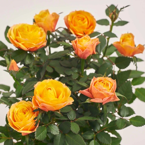 Зображення товару Троянда Кордана, артикул: 4809