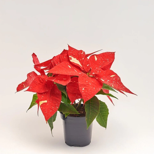 Пуансетія Супер Глітер, артикул: 52756 Зображення товару Пуансетія Супер Глітер, артикул: 52756
