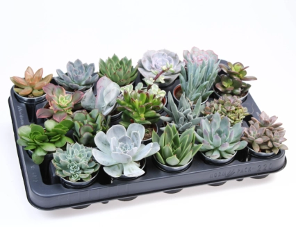 Зображення товару Сукулент мікс у цинк. горщ., артикул: 57018