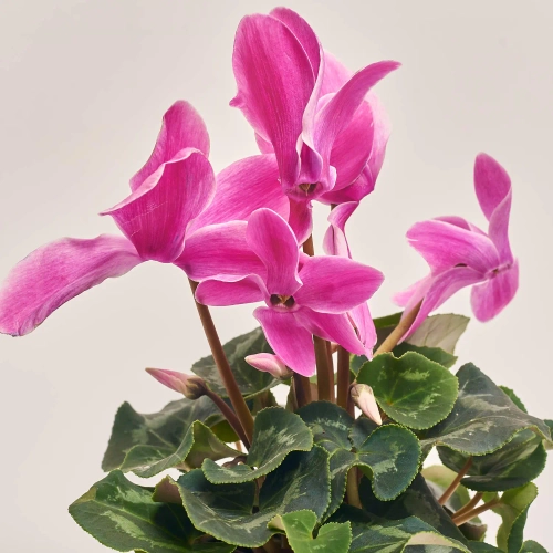 Зображення товару Цикламен XL мікс, артикул: 53327