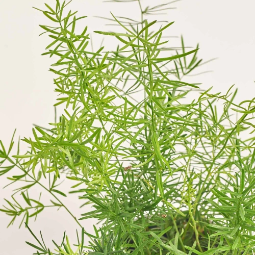 Зображення товару Аспарагус Спренгері, артикул: 56881