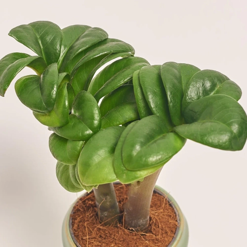 Зображення товару Заміокулькас Зензі "Евіта" в кер., артикул: 53077