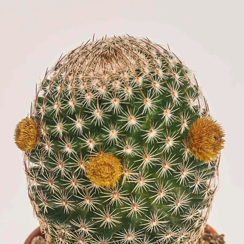 Зображення товару Кактус з квітами, артикул: 53320