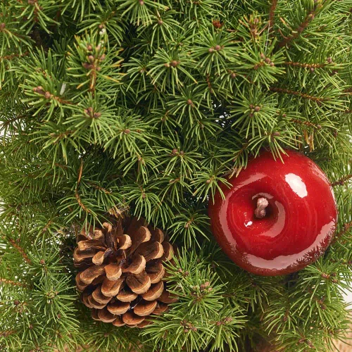 Композиція Ялина Коніка декор, артикул: 31803 Зображення товару Композиція Ялина Коніка декор, артикул: 31803