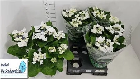 Зображення товару Гортензія біла 7ст., артикул: 48445
