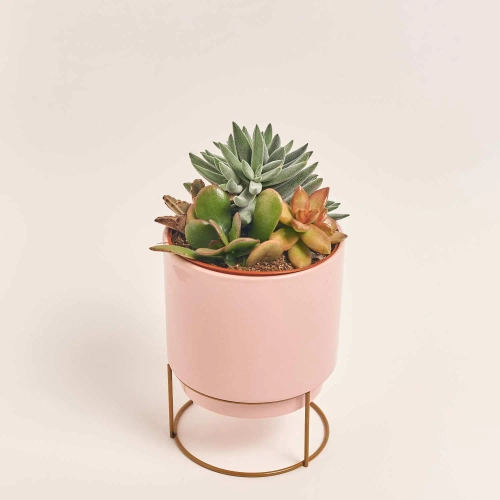 Зображення товару Сукулент мікс в горщ. в кераміці, артикул: 49690