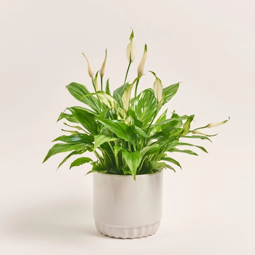 Зображення товару Спатифіллум Шопен в кер., артикул: 52478