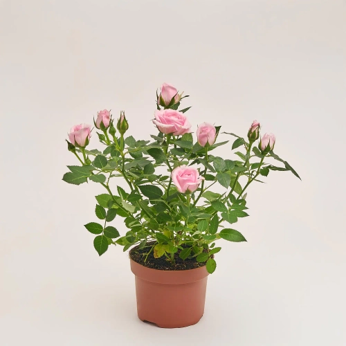 Зображення товару Троянда мікс, артикул: 1294