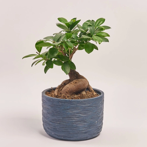 Фікус мікрокарпа Гінсенг в кер., артикул: 43016 Зображення товару Фікус мікрокарпа Гінсенг в кер., артикул: 43016