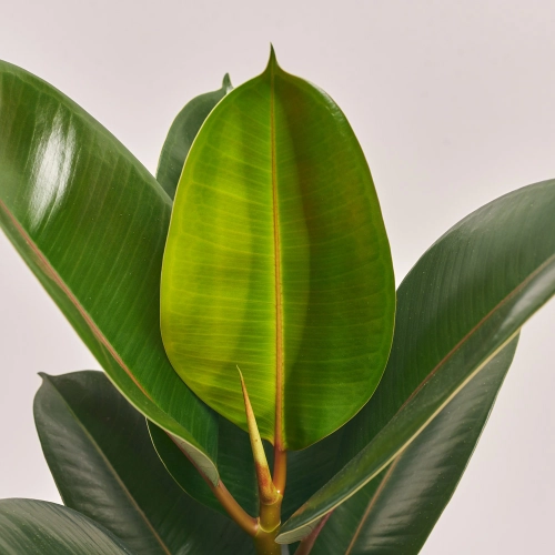 Фікус ел Робуста 1ст., артикул: 21389 Зображення товару Фікус ел Робуста 1ст., артикул: 21389