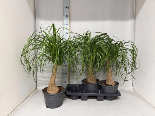 Зображення товару Ноліна Рекурвата, артикул: 57249