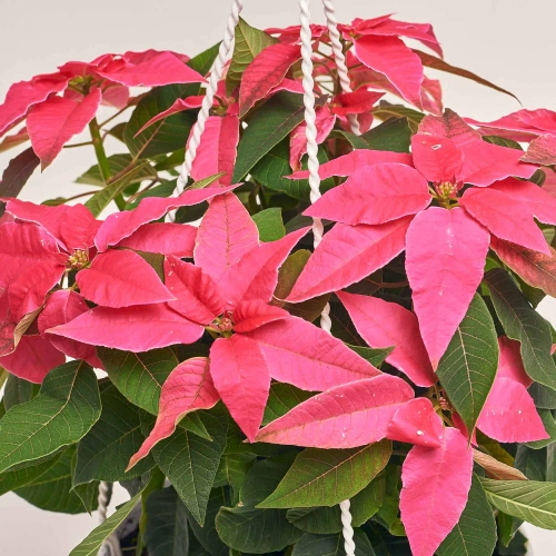 Зображення товару Пуансетія рожева підвіска, артикул: 53650