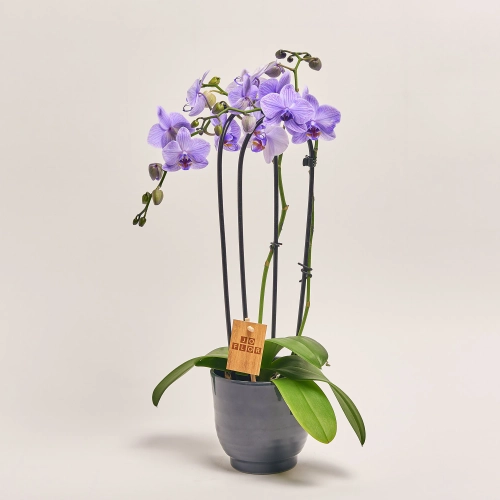Фаленопсис Фарбований та Кашпо Сет 224, артикул: 53725 Зображення товару Фаленопсис Фарбований та Кашпо Сет 224, артикул: 53725