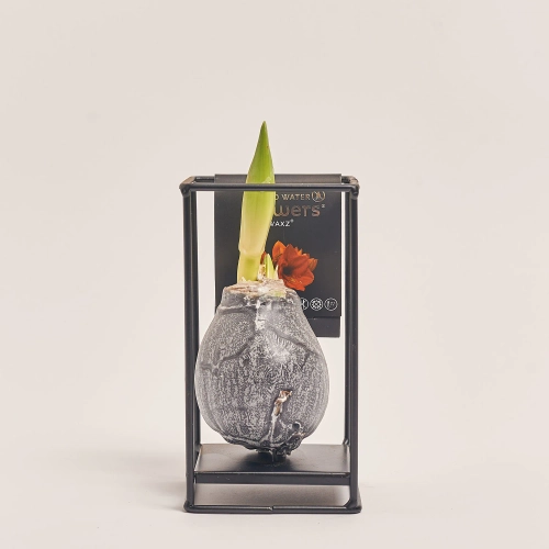 Зображення товару Амариліс "Індустріал Формз" у воску, артикул: 53968