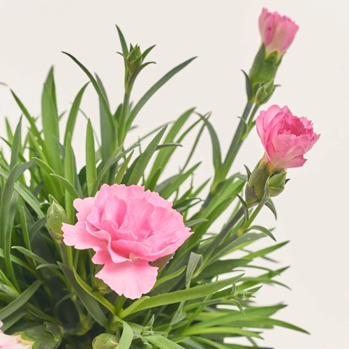 Діантус Ай Лав Ю, артикул: 45656 Зображення товару Діантус Ай Лав Ю, артикул: 45656