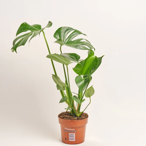 Зображення товару Монстера Деліціоза, артикул: 56943