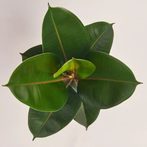 Фікус ел Робуста 1ст., артикул: 21389 Зображення товару Фікус ел Робуста 1ст., артикул: 21389