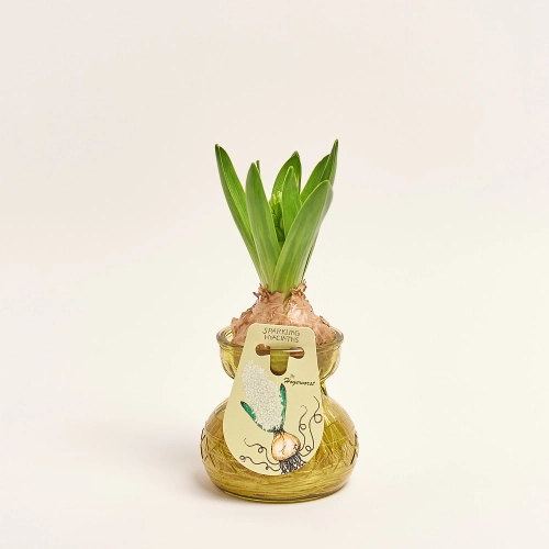 Зображення товару Гіацинт мікс у склі, артикул: 56440