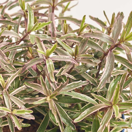 Хебе мікс, артикул: 56991 Зображення товару Хебе мікс, артикул: 56991