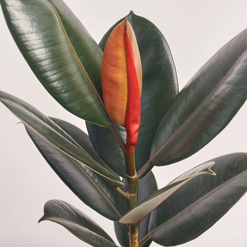 Зображення товару Фікус ел Абіджан 1ст., артикул: 45322