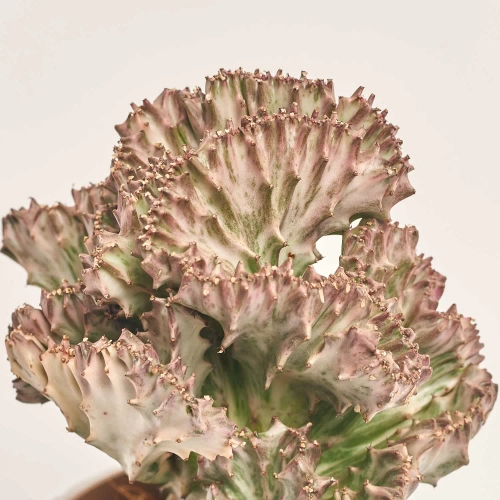 Зображення товару Еуфорбія Крістата мікс в кер., артикул: 35951