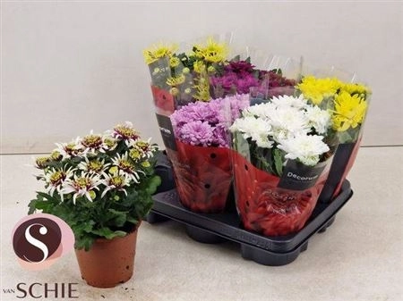 Хризантема мікс, артикул: 45402 Зображення товару Хризантема мікс, артикул: 45402