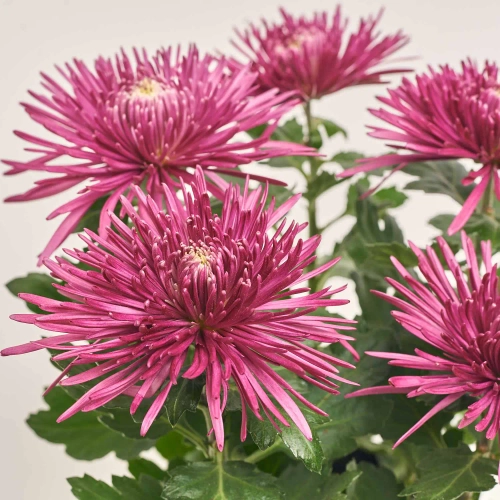 Хризантема Анастасія, артикул: 40193 Зображення товару Хризантема Анастасія, артикул: 40193