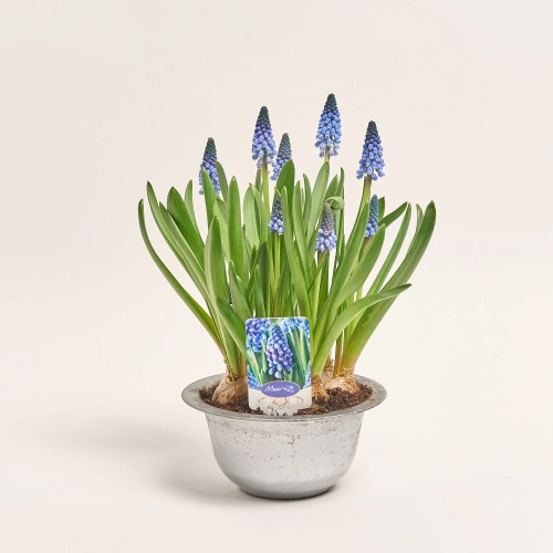 Зображення товару Мускарі Карола, артикул: 55855