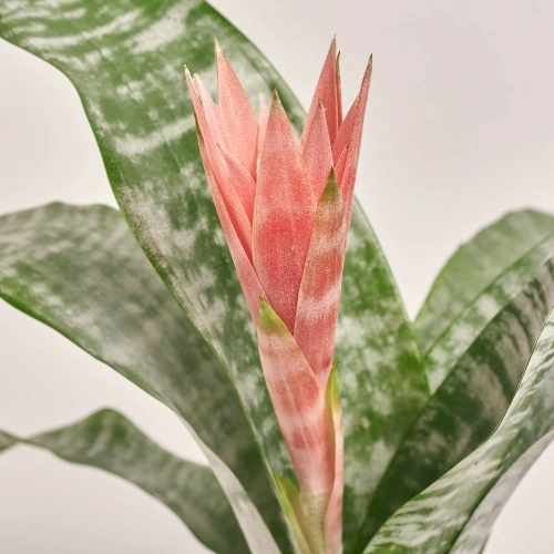 Зображення товару Ехмея Прімера, артикул: 55180