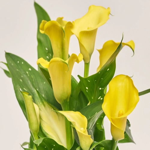 Зображення товару Зантедескія мікс, артикул: 34092