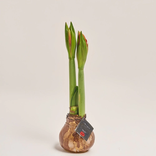 Амариліс "Юніверс Юпітер" у воску, артикул: 52675 Зображення товару Амариліс "Юніверс Юпітер" у воску, артикул: 52675