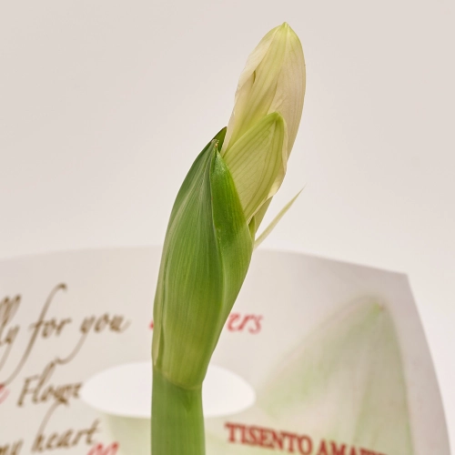 Амариліс мікс, артикул: 42174 Зображення товару Амариліс мікс, артикул: 42174