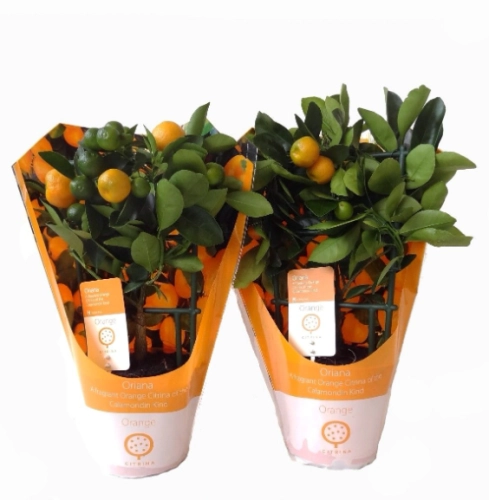 Зображення товару Цитрофортунелла мікрокарпа, артикул: 57691