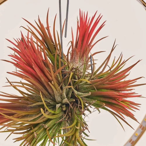 Тілландсія Рінг із підсвіткою, артикул: 44898 Зображення товару Тілландсія Рінг із підсвіткою, артикул: 44898