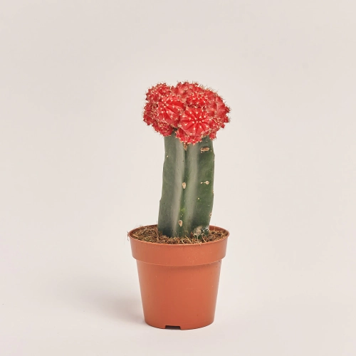 Зображення товару Гімнокаліциум мікс, артикул: 1470