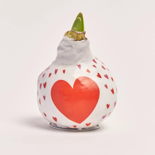 Амариліс у воску серце, артикул: 45320 Зображення товару Амариліс у воску серце, артикул: 45320