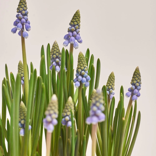 Мускарі в дерев'яному горщ., артикул: 43949 Зображення товару Мускарі в дерев'яному горщ., артикул: 43949