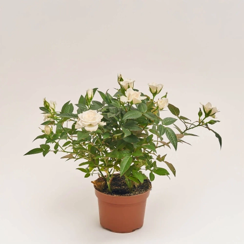 Зображення товару Троянда мікс, артикул: 1294