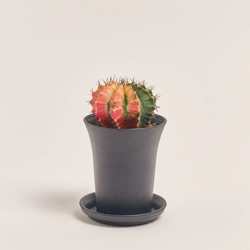 Зображення товару Гімнокаліциум Варієгатний "Екстра колор", артикул: 54801