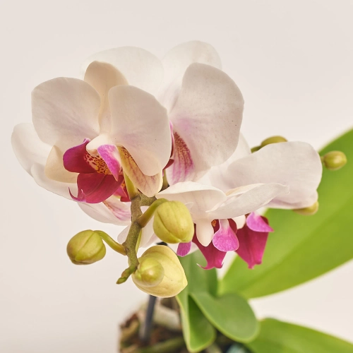 Фаленопсис мультифлора 1ст. мікс, артикул: 53125 Зображення товару Фаленопсис мультифлора 1ст. мікс, артикул: 53125