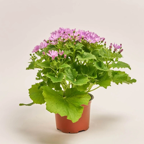 Перікаліс Венеція мікс, артикул: 4064 Зображення товару Перікаліс Венеція мікс, артикул: 4064