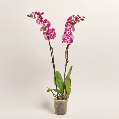 Фаленопсис 2ст. мікс, артикул: 18519 Зображення товару Фаленопсис 2ст. мікс, артикул: 18519